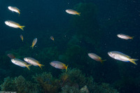 Chromis punctipinnis (Blacksmith)