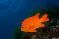 Hypsypops rubicundus (Garibaldi)
