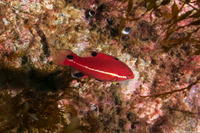 Semicossyphus pulcher (California Sheephead)