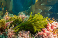 Codium fragile (Dead Man's Fingers)