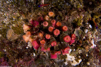 Coenocyathus bowersi (Colonial Cup Coral)
