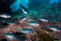 Chromis punctipinnis (Blacksmith)