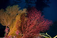Muricea californica (California Golden Gorgonian)