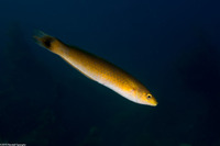 Oxyjulis californica (Señorita)