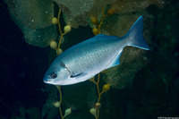 Medialuna californiensis (Halfmoon)