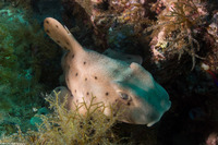 Heterodontus francisci (Horn Shark)