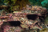 Centrostephanus coronatus (Crowned Urchin)