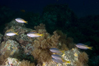 Chromis punctipinnis (Blacksmith)