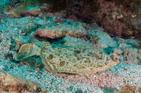 Pleuronichthys coenosus (C-O Sole)