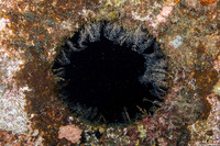 Pennaria disticha (Christmas Tree Hydroid)