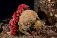 Tumidodromia dormia (Sleepy Sponge Crab)