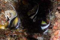 Zanclus cornutus (Moorish Idol)