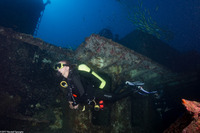 Diver on the Sea Tiger in Oahu