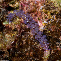 Pteraeolidia semperi (Blue Dragon Nudibranch)