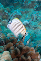 Chaetodon multicinctus (Multiband Butterflyfish)