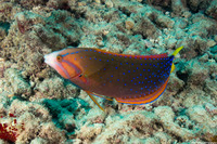 Coris gaimard (Yellowtail Coris)