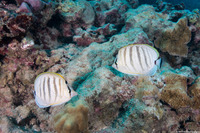Chaetodon multicinctus (Multiband Butterflyfish)