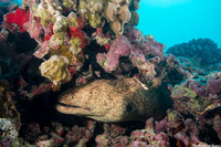 Gymnothorax flavimarginatus (Yellowmargin Moray)