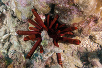Heterocentrotus mamillatus (Red Pencil Urchin)