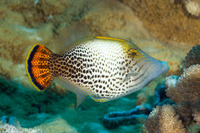 Pervagor spilosoma (Hawaiian Fantail Filefish)