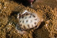 Palythoa caesia (Blue-Gray Zoanthid)