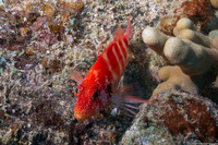 Cirrhitops fasciatus (Redbarred Hawkfish)