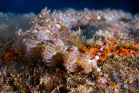 Pteraeolidia semperi (Blue Dragon Nudibranch)