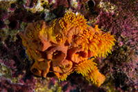 Tubastraea coccinea (Orange Cup Coral)