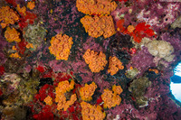Tubastraea coccinea (Orange Cup Coral)