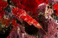 Iracundus signifer (Decoy Scorpionfish)