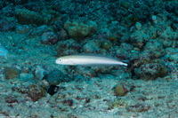 Malacanthus brevirostris (Flagtail Blanquillo)