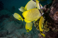 Chaetodon miliaris (Milletseed Butterflyfish)