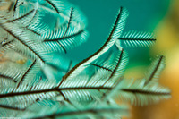 Macrorhynchia philippina (Philippine Hydroid)