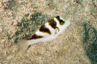 Canthigaster coronata (Crowned Toby)