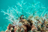 Macrorhynchia philippina (Philippine Hydroid)
