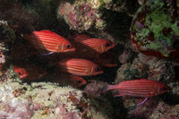 Sargocentron xantherythrum (Hawaiian Squirrelfish)