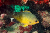Chromis ovalis (Oval Chromis)