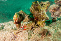 Echinometra mathaei (Rock-Boring Urchin)