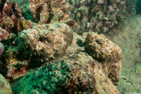 Scorpaenopsis diabolus (Devil Scorpionfish)