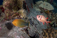 Myripristis kuntee (Pearly Soldierfish)