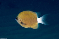 Pycnochromis hanui (Chocolate Dip Chromis)