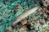 Cheilio inermis (Cigar Wrasse)