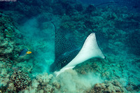 Aetobatus ocellatus (Ocellated Eagle Ray)