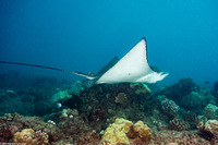Aetobatus ocellatus (Ocellated Eagle Ray)