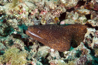 Gymnothorax meleagris (Whitemouth Moray)
