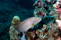 Thalassoma ballieui (Old Woman Wrasse)
