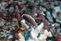 Anampses chrysocephalus (Psychedelic Wrasse)