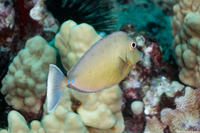 Naso unicornis (Bluespine Unicornfish)