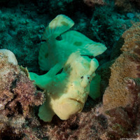 Antennarius commerson (Commerson's Frogfish)