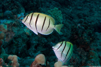 Acanthurus triostegus (Convict Tang)